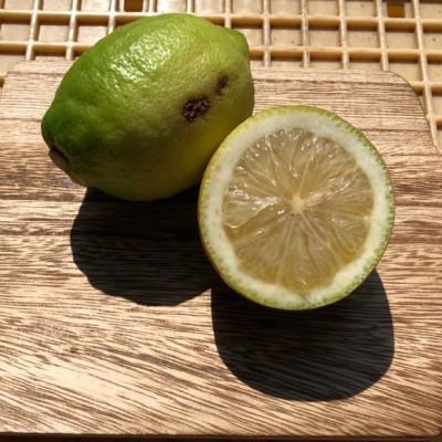 ふるさと納税 松山市 訳ありレモン瀬戸内愛媛県産 5kg |  | 01