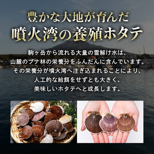 【訳あり】ベビーボイルほたて（サイズ不選別品）1kg（500g×2）＋ホタテ稚貝300g  北海道 噴火湾産 mr1-1170