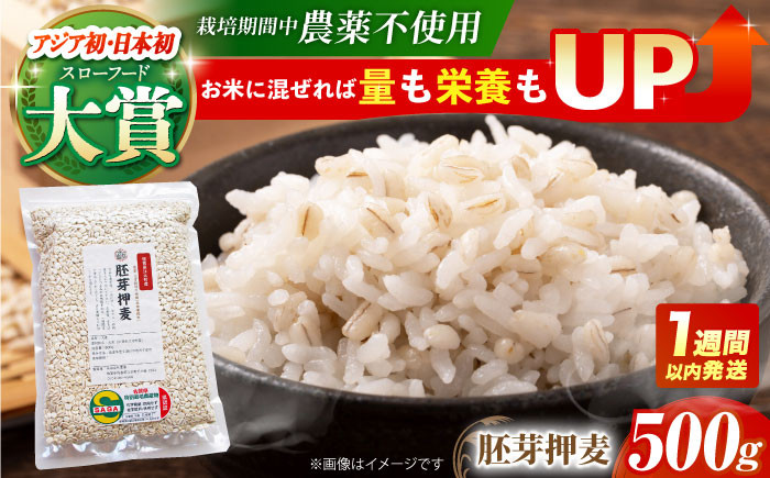 
【栽培期間中農薬不使用】胚芽押麦 500g＜1等麦使用＞江北町産 サチホゴールデン【葦農】[HAJ002]
