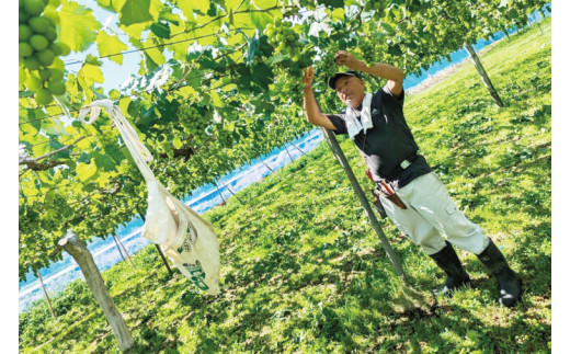 【2026年8月下旬～9月下旬発送】旬の種なしぶどう詰め合わせ　1.5kg（２～４房）【茨城県共通返礼品/石岡市】【ブドウ 巨峰 ビオーネ 伊豆錦 ゴルビー セット 安芸クイーン フルーツ 果物 くだもの 水戸市 水戸】（MF-1）
