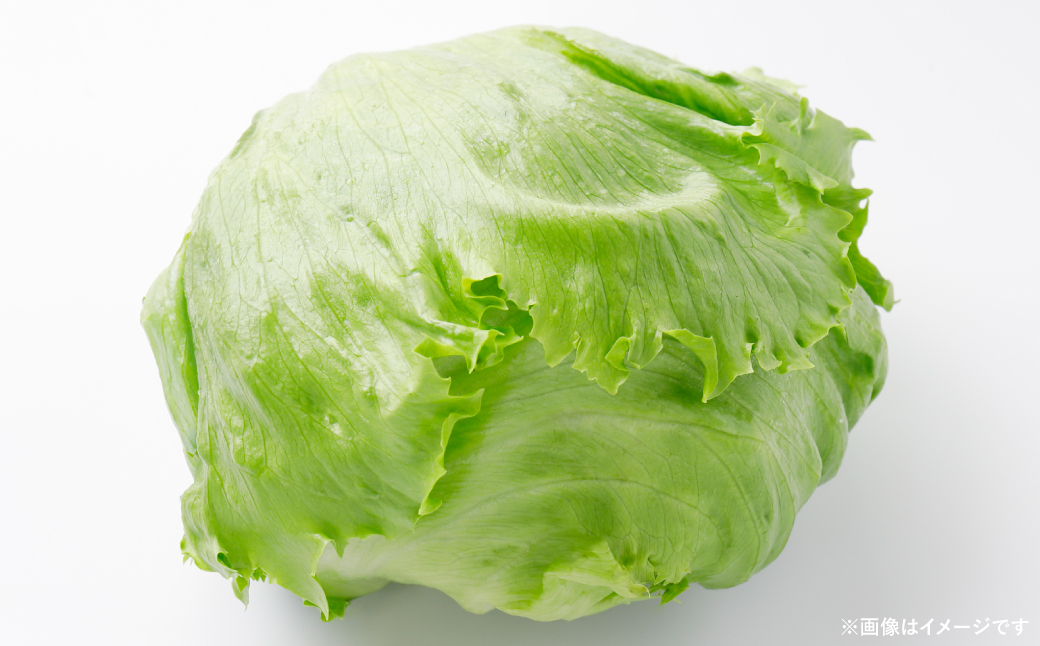 【先行予約】 レタス10kg (10玉～14玉) 野菜 やさい サラダ 付け合せ 新鮮 冷蔵 【2025年11月中旬より順次発送】