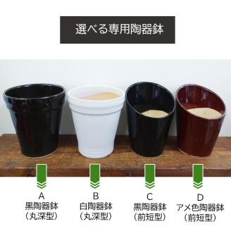 D039 季節の観葉植物寄せ植え　６号陶器鉢　選べる鉢色　室内園芸装飾マイスター岡部太郎氏監修