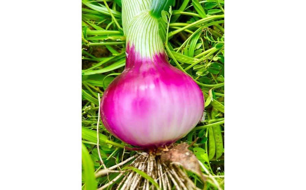 【先行予約】岡山市産 みずみずしい玉ねぎ1.5kgと赤玉ねぎ1.5kgのセット(サイズ混合)