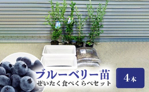 
                  ブルーベリー苗４本　ぜいたく食べくらべセット_ブルーベリー 苗 2年生 4本 ぜいたく食べ比べ セット ブルーシャワー ティーフブルー ガーデンブルー ミノウブルー 専用土 鹿沼土 赤玉土 腐葉土 IB化成肥料 専用鉢 2個 説明書付 スターターセット ジャム ヨーグルト 苗木 果樹 送料無料 久留米市 福岡県_Hf013
                