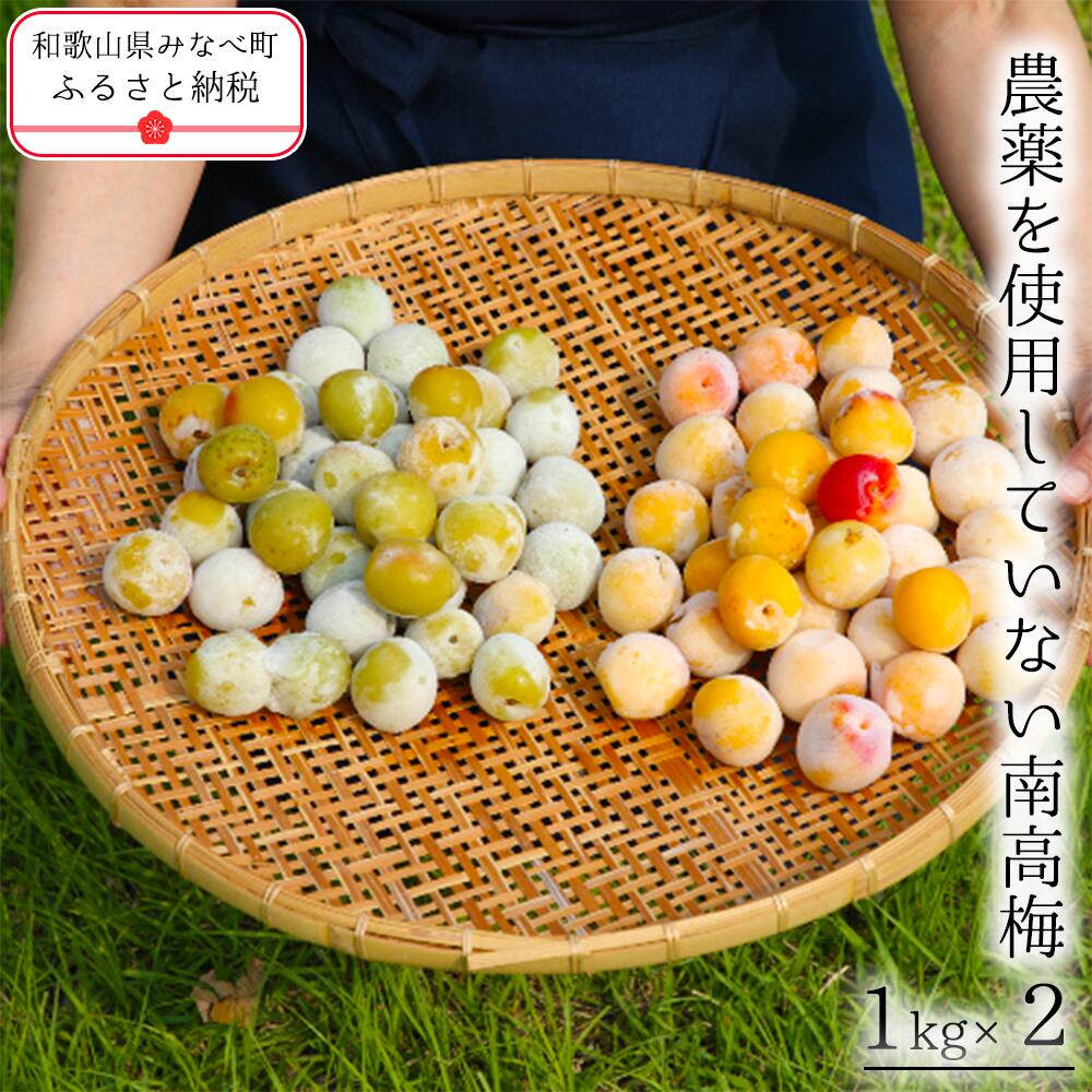 【ふるさと納税】農薬を使用していない南高梅 | 南高梅 紀州南高梅 無農薬 冷凍 梅の実 うめ 和歌山