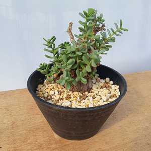 ケラリア・ピグマエア (発根管理済) A009｜観葉植物 コーデックス 盆栽 鉢植え インテリア ハコネコ [0662]