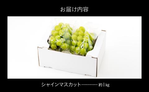 AC126.九州・福岡フルーツ王国より直送.シャインマスカット約1kg／2025年9月配送