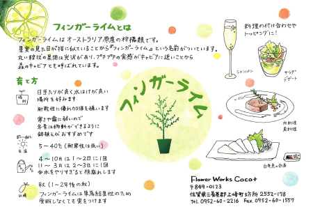 【数量限定】森のキャビア フィンガーライム C-383