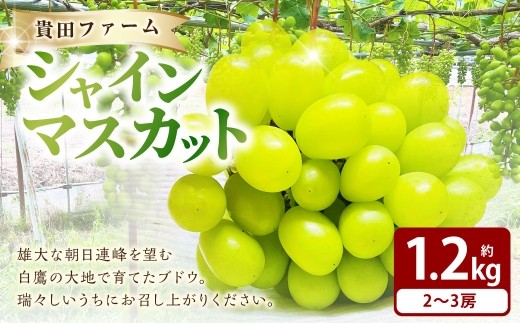 シャインマスカット 約1.2kg箱 （ 2 ～ 3房 ） ぶどう 果物 糖度 くだもの 果実 フルーツ 葡萄 ブドウ 果汁 国産 山形県産 マスカット 【 2026年9月下旬～11月上旬まで順次発送予定 】