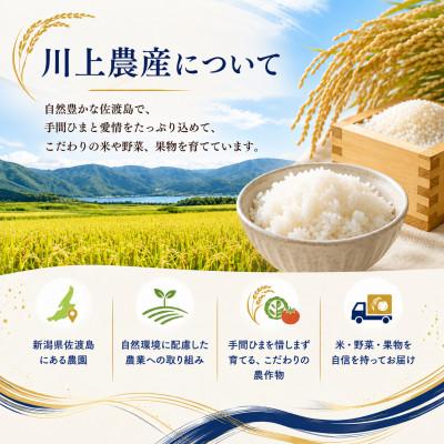 ふるさと納税 佐渡市 【令和8年産】佐渡産 なつひめ 5kg(精米)　川上農産のお米 |  | 01