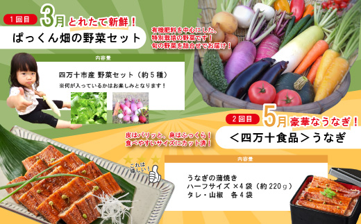 【年末限定】 5回 定期便 四万十 人気 グルメ お楽しみ しまんと ふるさと 定期便 5万円 Aコース 今だけ 限定 野菜 うなぎ 鰻 パン 冷凍パン 魚 魚介 タタキ たたき 鰹 かつお フルーツ