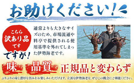 数量限定 訳あり 活〆冷凍 伊勢海老 1kg前後(2〜4尾) 寺田水産【配送不可地域あり】（離島）
