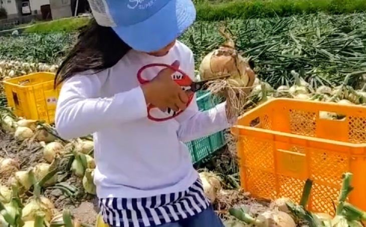 中山さんちから直送　淡路島たまねぎ「新玉」