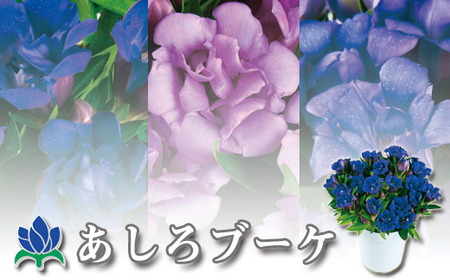 【予約承り中！2025年9月中旬発送開始予定！】 リンドウ鉢物 「あしろブーケ」 4寸鉢×1 ※色はおまかせ（濃青、薄青、ピンク３色のいずれか1色） ／ りんどう 安代りんどう リンドウ 八重咲き お花 花 竜胆 龍胆 期間限定 季節限定 鉢花 【安代リンドウ開発】 