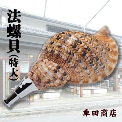 ふるさと納税 吉野町 法螺貝(特大)《車田商店》
