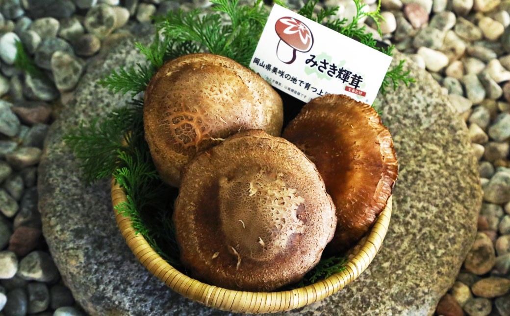 【2026年2月下旬-3月下旬発送予定】美咲町産 しいたけカッシーファームのみさき輝茸(みさきてるたけ) 3～5個合計約500g