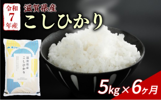 こしひかり 5kg 6回定期便 令和7年産 定期便 米 精米 こめ コメ お米 ご飯 米 コシヒカリ 米定期便 6か月定期便 6ヶ月定期便 6回 6ヶ月 6か月 滋賀 彦根