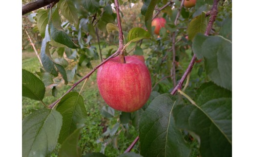 【射水のおいしい果実】【林檎】 よねだ農園の池多りんご サンふじ 10kg大玉（24～32個／箱） ※沖縄・離島への配送不可 ※2025年11月中旬～12月中旬頃に順次発送予定