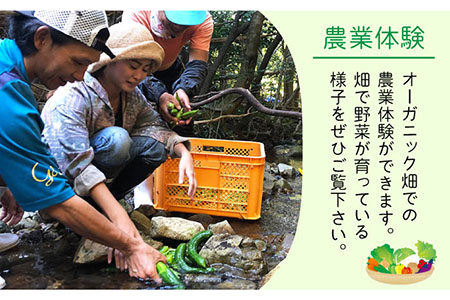 タイニーハウスねこたま宿泊 (ゲストハウス) 1棟貸 農業体験付き宿泊券 島 旅 一棟貸 大人数 ファミリー 海 体験 五島市/ぷらっと農園 [PDS009]