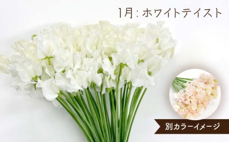 【先行予約】【生産農家直送！】【3回定期便】スイートピー 花束 50本（ホワイト・ピンク・紫）【木下農園】[IBW007]