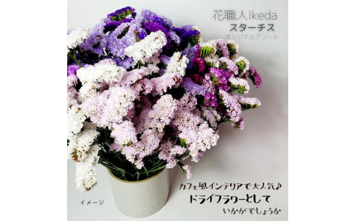 
            生花《スターチス》 花職人Ikeda（オリジナルアソート）
          