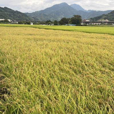 ふるさと納税 静岡市 【令和7年産・精米】静岡県産こしひかり2kg/栽培期間中農薬不使用 |  | 03