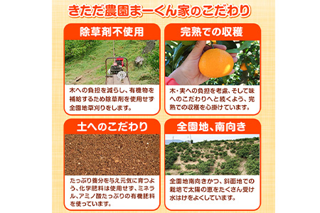 【訳あり】まーくん家のたねなし柿 2kg かき 種なし きただ農園まーくん家 《2025年9月下旬-10月末頃出荷》 和歌山県 紀の川市