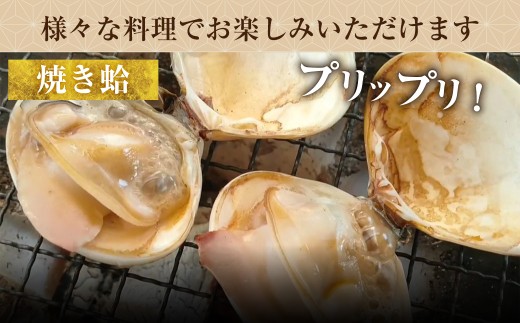 【指定日必須】 丸元水産 桑名産蛤（ハマグリ） 4.0kg はまぐり ハマグリ 蛤 活 砂抜き済 肉厚 BBQ キャンプ 網焼き 魚介 貝 魚貝 活はまぐり 焼きはま 海鮮 網焼き 酒蒸し お吸い物 パエリア パスタ 桑名 日にち指定 焼きはまぐり 焼き蛤 その手は桑名の焼きはまぐり 特産【2025年9月下旬から2026年6月下旬発送予定】