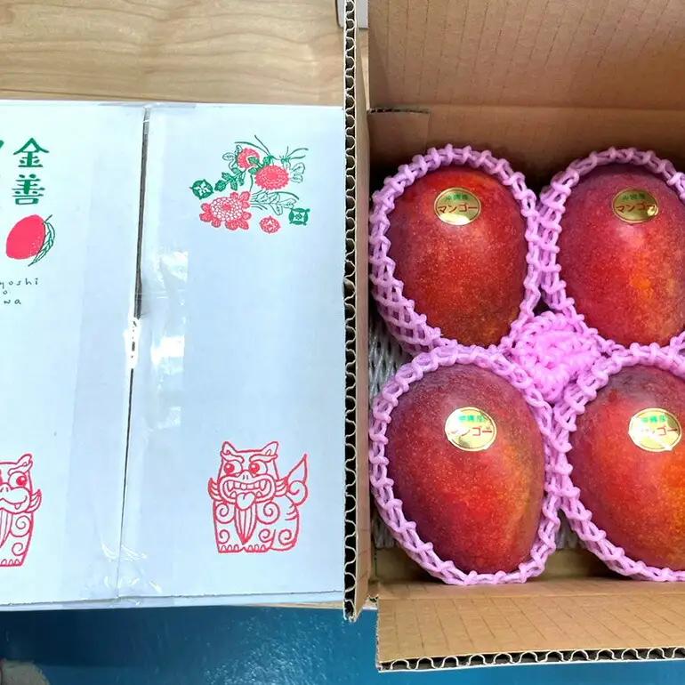 【 先行予約 2026年 発送 】 かねよしマンゴーの甘くとろける マンゴー 1.5kg ( 贈答用 ) 沖縄県産 アップルマンゴー アーウィンマンゴー 国産 果物 くだもの フルーツ 完熟 沖縄 お