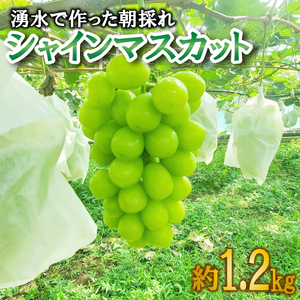 【予約受付】 数量限定 シャインマスカット 2房 約1.2kg 9月から順次発送 【 土と湧水にこだわり 愛情を込めて 育て上げました 】 沼津市 産地直送 朝採り ぶどう 沼津市 静岡 ぶどう ぶどう ぶどう