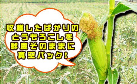 なないろ農園のとうもろこし ナナコーン 7本  ／ とうもろこし スイートコーン 食塩不使用 真空パック 【TAKIZAWA　CORNS】