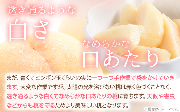 【令和7年度出荷 先行予約】桃 岡山の桃 約1kg(3~5玉前後)《2025年6月下旬-9月上旬頃出荷》 ご家庭用 訳あり 白桃 岡山 はくとう スイーツ フルーツ 果物 デザート 旬 モモ もも 先