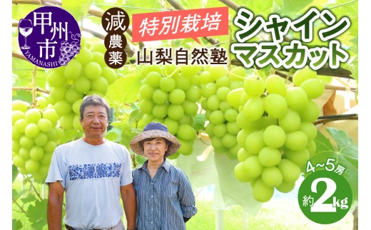 減農薬「特別栽培」やまなし自然塾の甲州市産シャインマスカット 約2kg（4～5房）【2026年発送】（YSGK）B18-160　【シャインマスカット 葡萄 ぶどう ブドウ 令和8年発送 期間限定 山梨県産 甲州市 フルーツ 果物】