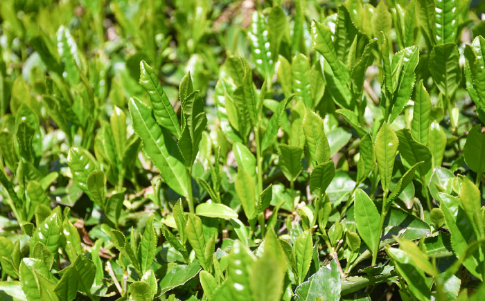 上粉茶(煎茶) 大容量セット(200ｇ×10本)  島根県雲南市/島根県農業協同組合　雲南地区本部 大東加工所 [AIBP001]
