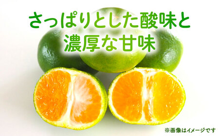 【先行予約】 極早生みかん 2S-2L 約5kg みかん 蜜柑 柑橘 フルーツ 果物 【日本フルーツ株式会社】[ZFJ054]