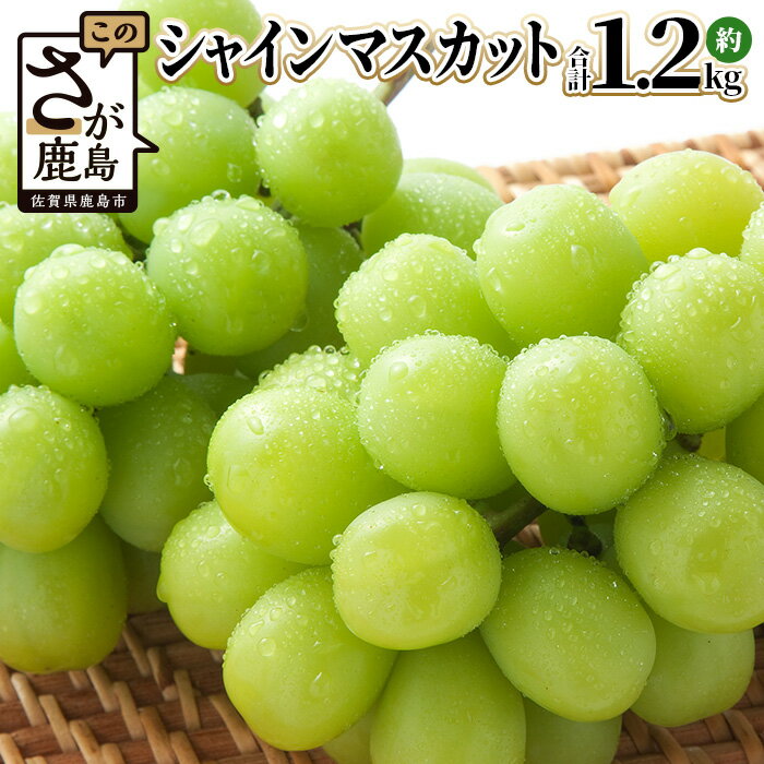 【ふるさと納税】【先行予約】ご家庭用 シャインマスカット 約1.2kg（2〜3房）佐賀県産 | 2026年8月上旬以降発送 ふるさと納税 シャインマスカット マスカット ぶどう 葡萄 果物 フルーツ ふるさと くだもの スイーツ 佐賀県鹿島市 人気 送料無料 B-658