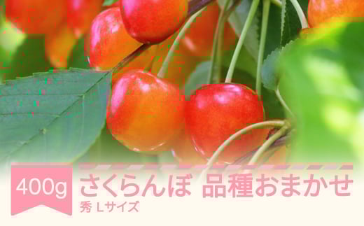 先行予約 さくらんぼ 品種おまかせ 秀品 Lサイズ 400g バラ詰 2026年産 令和8年産 山形県産 mm-saosx400 ※沖縄・離島への配送不可