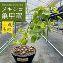 【ふるさと納税】Dioscorea Mexicana メキシコ亀甲竜 (個体番号MKR-13) 長与町/アグリューム[EAI124]