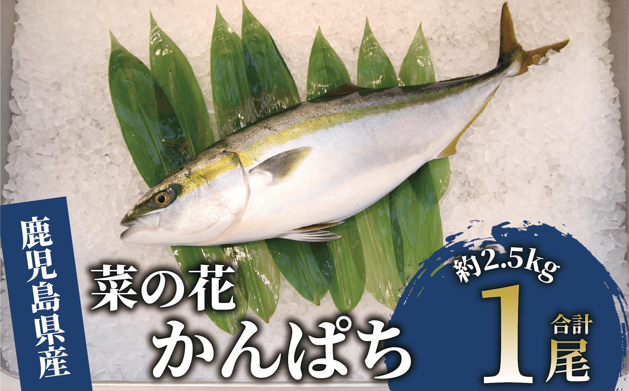 【鮮魚】指宿産 菜の花かんぱち1尾(指宿山川水産/IB035-001)
