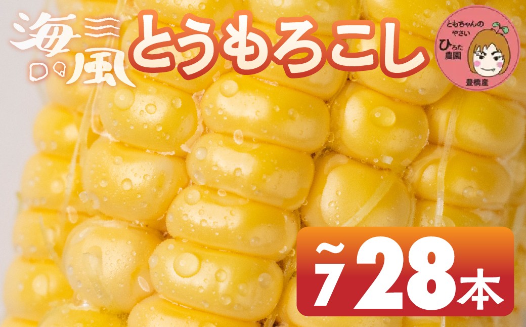 
                   令和8年産（2026年収穫）黄色とうもろこし 7本 14本 28本 直売所で大人気！ 愛知県 豊橋市 夏野菜 野菜 ミネラルたっぷり 海風そだち 潮風 BBQ 家族で 大容量 豊橋 ともちゃんのやさい
                