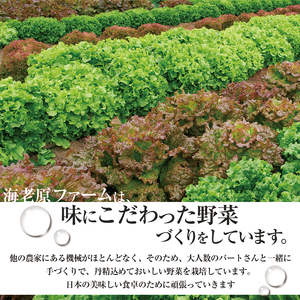 下野市産 エビベジ季節の野菜詰め合わせ（小） | 栃木県 下野市