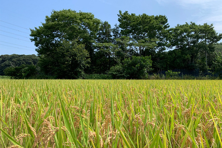 新米【令和7年産】稲敷市産 にじのきらめき 無洗米 10kg (5kg×2袋)｜お米 おこめ 精米 無洗米 直送 稲敷 茨城 [1825]