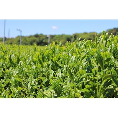 ふるさと納税 袋井市 深蒸し煎茶《特上煎茶》たとう紙包80g |  | 02