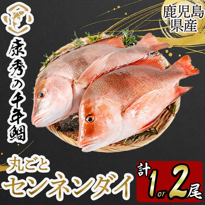 【ふるさと納税】【容量が選べる！】鹿児島県垂水市産康秀の千年鯛 丸ごと1尾 or 2尾（計1kg前後 or 2kg前後）（内臓処理なし）魚 魚介 海鮮 センネンダイ 千年鯛 1尾 2尾 刺身 塩焼き フライ ムニエル しゃぶしゃぶ 冷蔵 国産 お祝い 鹿児島産 垂水【株式会社康秀】