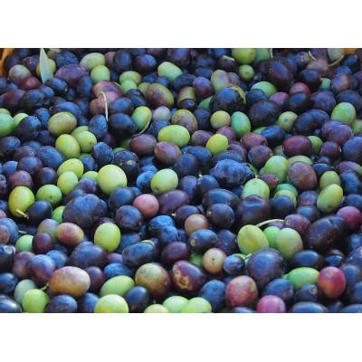 ふるさと納税 小豆島町 【味くらべ】ジェイさんのオリーブオイル【ミッション種・ルッカ種】 2025年収穫　105g |  | 02