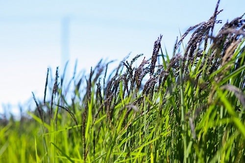 緑米収穫シーン。収穫に向く時期の見極めが困難な古代米です。