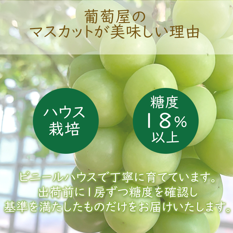 【早期予約】 朝採り シャインマスカット 1房 (約600g)  マスカット ぶどう 葡萄 ブドウ フルーツ 果物 くだもの 果実 フルーツ 旬 旬の果物 デザート スイーツ おやつ ゼリー ジュース