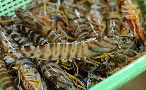 【先行予約】新鮮 五島特産 活車海老 (養殖) 250g (5~15尾) 国産 五島市/拓水 五島事業場【PCU003】