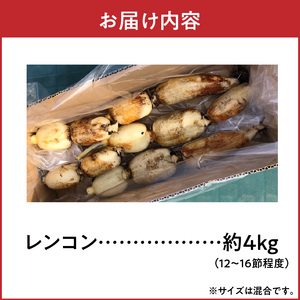 S089-010_天草蓮根　約4キロ