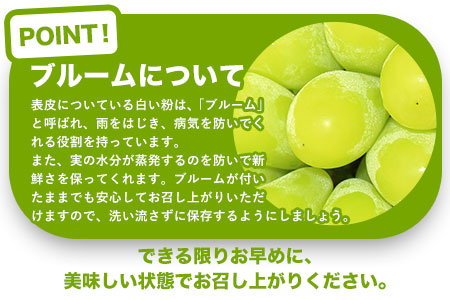 目野果実直売所 シャインマスカット 約2kg （2～6房） 熊本県 荒尾市産 フルーツ 果物 新鮮 《8月上旬-9月下旬頃出荷》 美味しいシャインマスカット 旬のシャインマスカット ジューシーシャイン
